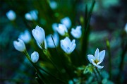 白色水仙花图片