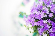 紫色植物美丽花束高清图