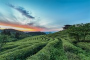 茶园风景高清图片素材