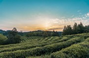 茶园茶山高清图