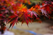 枫叶图片