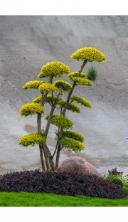 景观树图片 