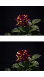 多色月季花图片