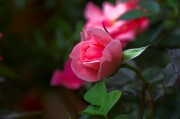 粉色茶花图片