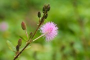 含羞草花图片