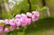 粉色樱花特写高清摄影图片