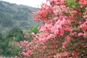 粉色杜鹃花唯美风景高清