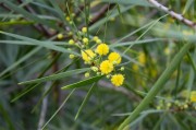 绿色植物黄色小花图片