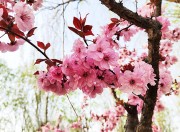 粉色桃花高清图