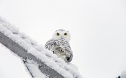 雪中猫头鹰图片素材