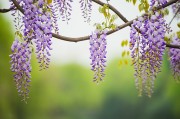 紫藤花摄影图片
