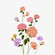 手绘绣球花图片