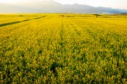 油菜花田自然风景图片