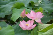 夏日荷花图片 