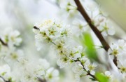 李子花照片