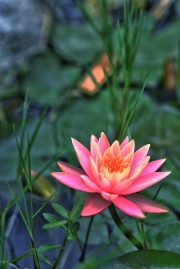粉色莲花特写图片素材