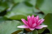 美丽荷花高清图