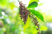 五月茶照片下载