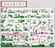荷花素材合集图片下载