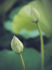 莲花花苞图片