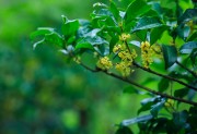 雨后的桂花图片