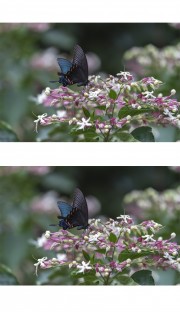 蝶恋花图片
