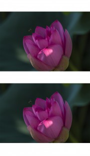 荷花特写图片下载