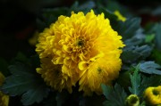 菊花照片