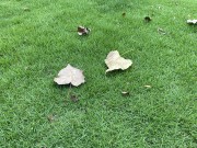 草地和树叶图片素材