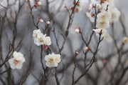 白色花朵摄影图片
