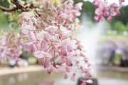 紫藤花摄影图片