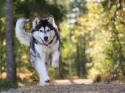 阿拉斯加犬小狗图片