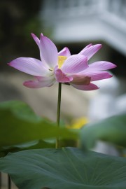 荷花特写摄影高清图片素材