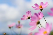 粉色格桑花摄影图片