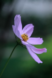 紫色花卉格桑花雏菊图片下载