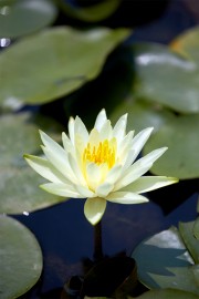 池塘盛开的莲花图片