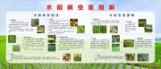 水稻病虫害图解宣传栏图片