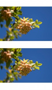 海棠果摄影图