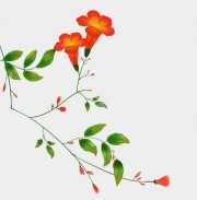 手绘凌霄花图片素材
