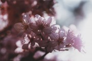 粉色花朵摄影图片