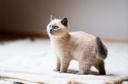 可爱的宠物猫图片
