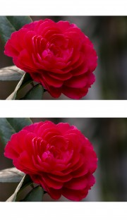 特写红色山茶花