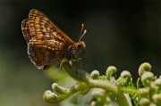 ާ��ֲ���ϵĺ�����ӰͼƬ