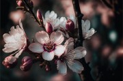 樱花特写图片素材