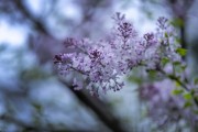 唯美丁香花图片