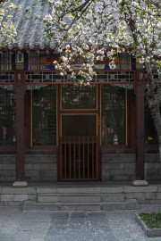 趵突泉海棠院花开景色摄影