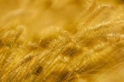 秋季狗尾巴草高清图