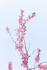 春天枝头上的粉色樱花图片