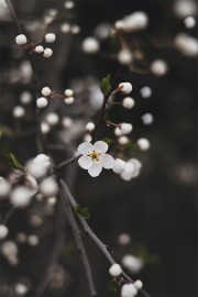 红叶李花卉图片素材
