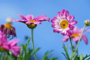 花园里绽放的鲜花图片